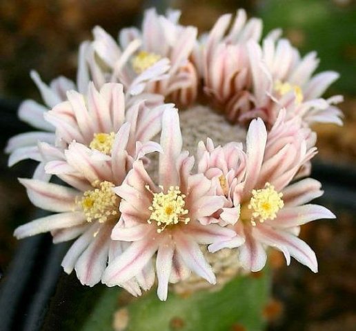 Mammillaria_sancez-mejorade